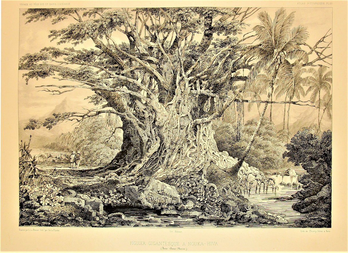 1838 lebreton grand banian Copy